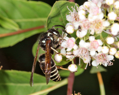 Dolichovespula arctica