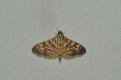Arthromastix lauralis