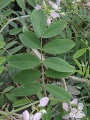 Galega officinalis