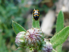 Cryptocephalus anticus