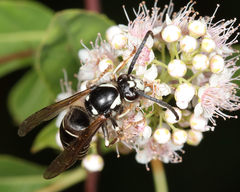 Dolichovespula arctica