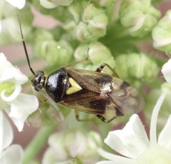 Orthops basalis