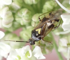 Orthops basalis