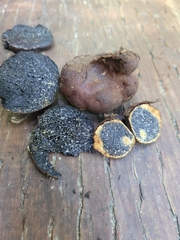 Melanogaster tuberiformis