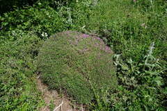 Thymus dzevanovskyi