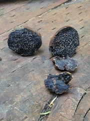 Melanogaster tuberiformis