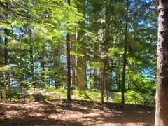 Melanogaster tuberiformis