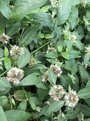 Pycnanthemum incanum