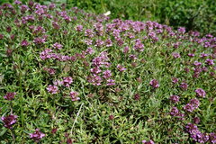 Thymus dzevanovskyi
