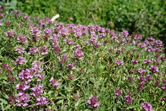 Thymus dzevanovskyi