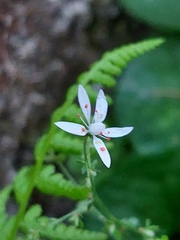Micranthes clusii lepismigena