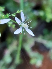Micranthes clusii lepismigena