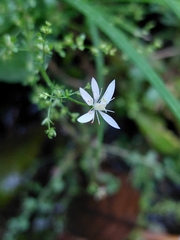 Micranthes clusii lepismigena