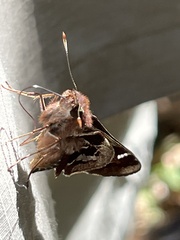 Thespieus aspernatus