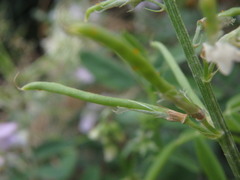 Galega officinalis