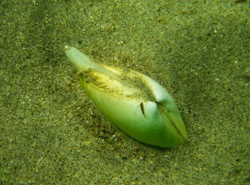 Mactrotoma californica