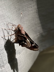 Thespieus aspernatus