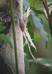 Pterodictya reticularis