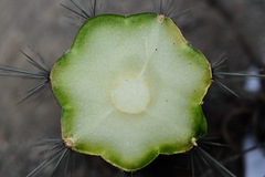 Trichocereeae
