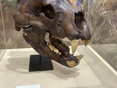 Arctodus