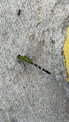 Erythemis simplicicollis