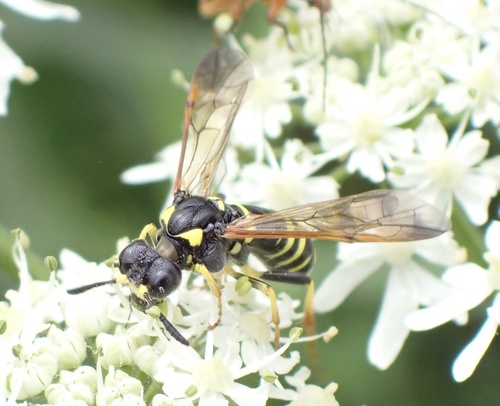 Plantain Wasp-sawfly, Boezemweg, Lexmond, South Holland, NL, photo 7 of 10