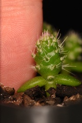 Consolea moniliformis