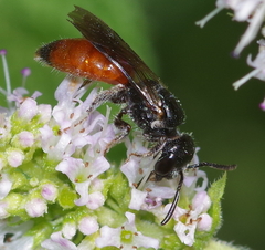 Sphecodes albilabris