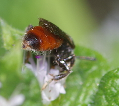 Sphecodes albilabris