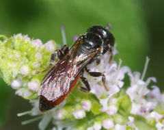 Sphecodes albilabris