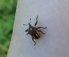 Sternuchopsis karelinii