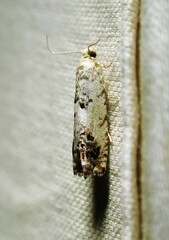 Eucosma ornatula