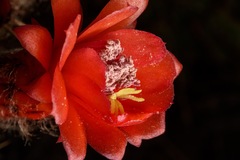 Trichocereeae