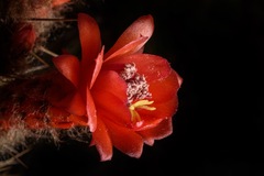 Trichocereeae