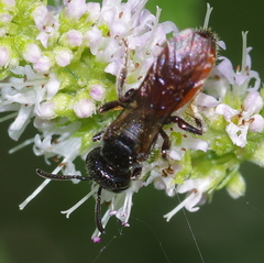 Sphecodes albilabris