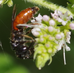 Sphecodes albilabris