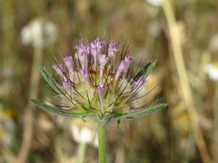 Lomelosia stellata