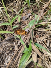 Anthanassa drusilla
