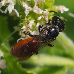 Sphecodes albilabris