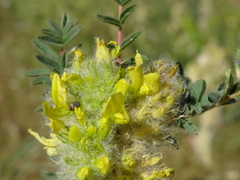 Astragalus alopecuroides