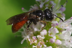 Sphecodes albilabris