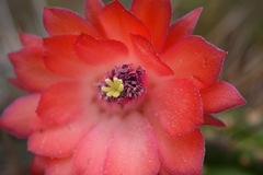 Trichocereeae