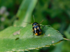 Cryptocephalus anticus