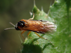 Athalia circularis