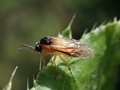 Athalia circularis