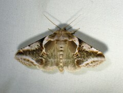 Habrosyne scripta