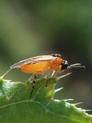 Athalia circularis