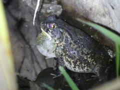 Sclerophrys gutturalis