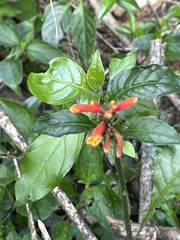 Aphelandra longiflora