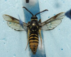 Paranthrene pellucida